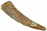 Fossil Pterosaur (Siroccopteryx) Tooth - Morocco #274332-1